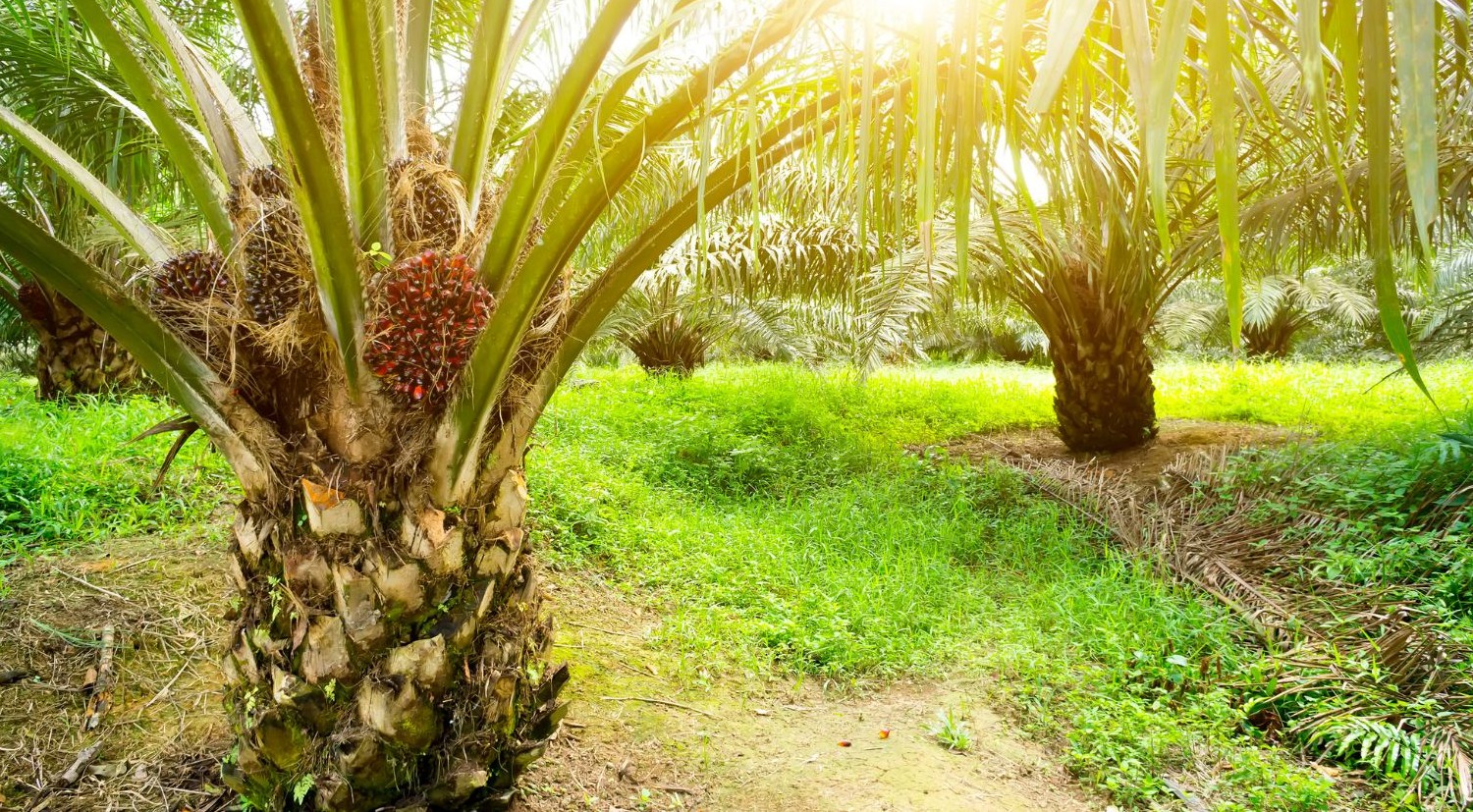 Header Web Mertani - LEWS