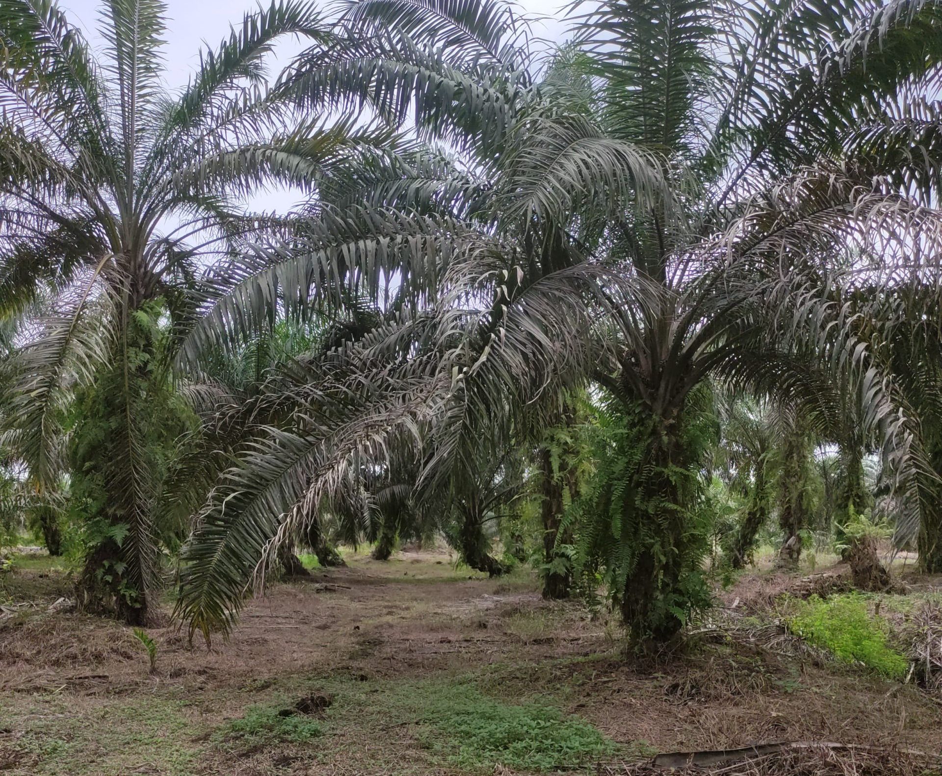Pengelolaan Lahan Gambut Untuk Pengembangan Sawit di Indonesia