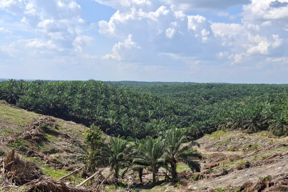 Kebun Kelapa Sawit | SIGMA