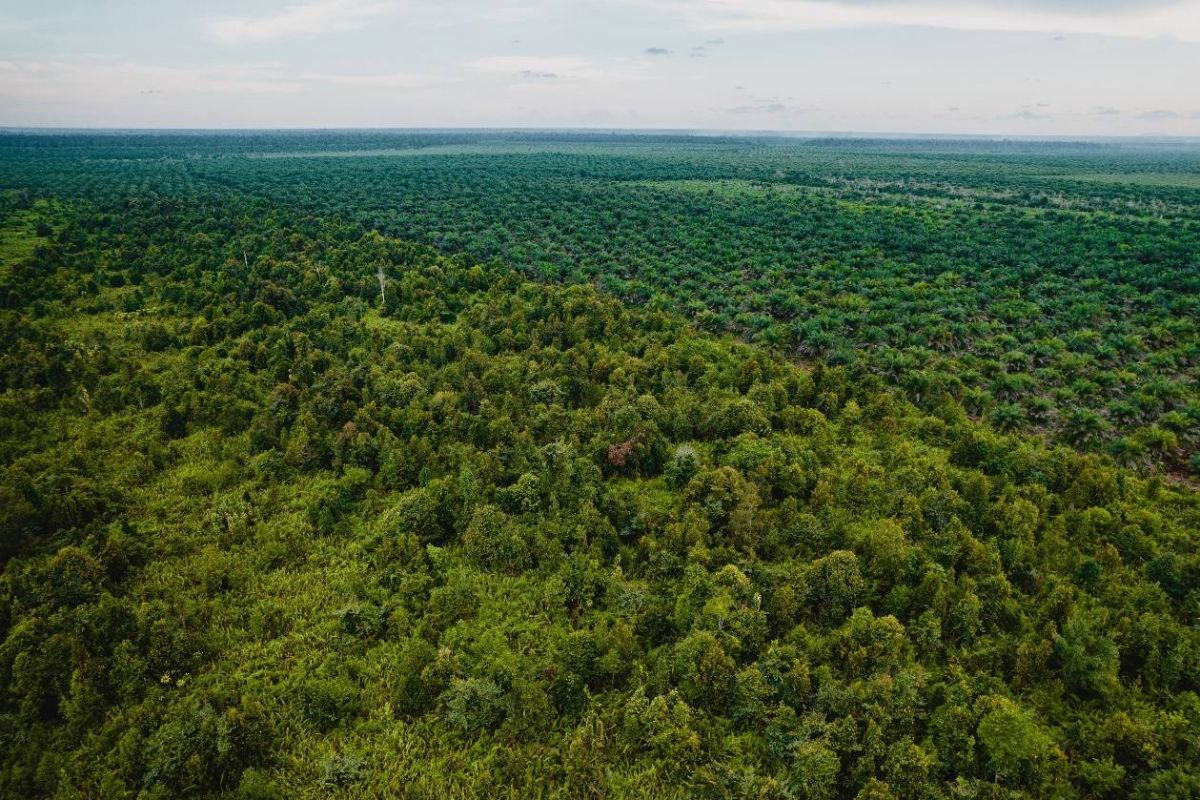 Pentingnya Monitoring Tinggi Muka Air Tanah Gambut di Musim Kemarau