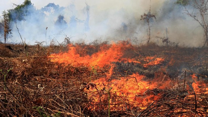 Pentingnya Menjaga Tinggi Muka Air Tanah Gambut Untuk Mencegah Kebakaran Lahan
