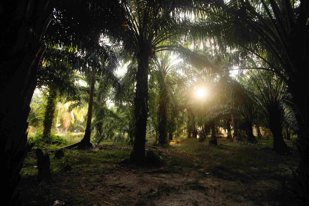 Tinggi muka air tanah turut dipengaruhi aktivitas industri seperti pembuatan drainase pada untuk budidaya kelapa sawit di lahan gambut.